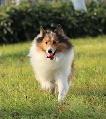 ɹɰСյƤϷƣֵܰ(ͼ)