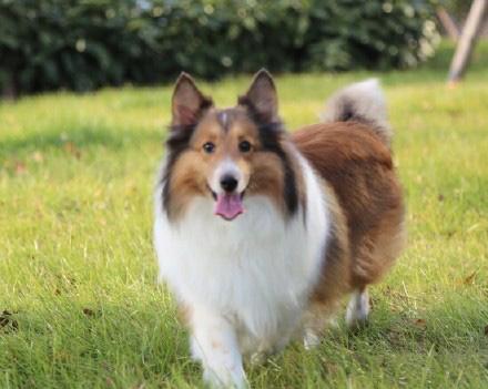 ɹɰСյƤϷƣֵܰ(ͼ)