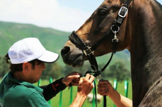 汗血宝马成功抵达那拉提!沙地打滚备战赛马大