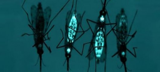 美用转基因蚊子遏制寨卡:致幼虫早亡,官方称无