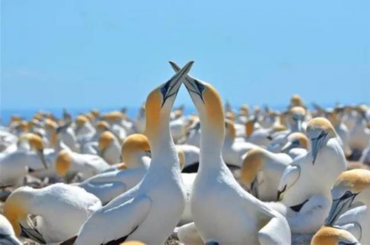 偶遇神奇动物!新西兰五大观赏徒步路线--东方体育-东方网