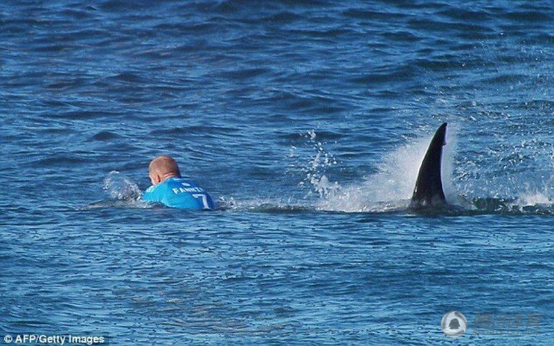 世界冲浪冠军比赛中遭鲨鱼袭击 勇敢击退