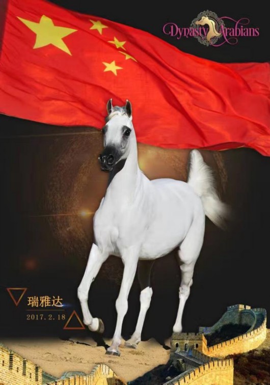 见证历史时刻!中国62年首次亮相阿拉伯马全球盛典